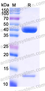 AHC81802, SDS-PAGE