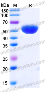 EHB89501, SDS-PAGE
