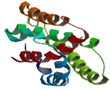 Interleukin 20 (IL20) Interleukin 20 (IL20)