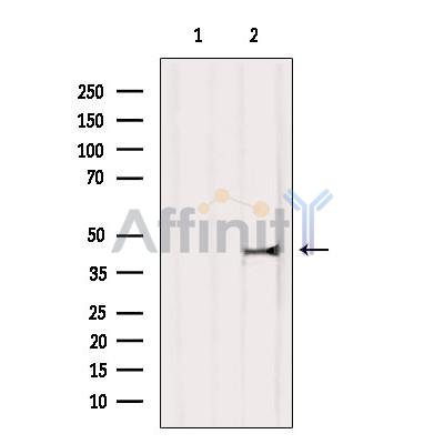 Валидация Affinity AF6089 - 3295