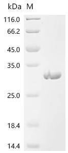SDS-PAGE