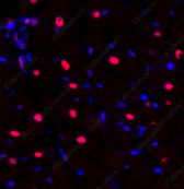 Иммунофлуоресценция, NFκB-p105/p50, ткань сердца крысы