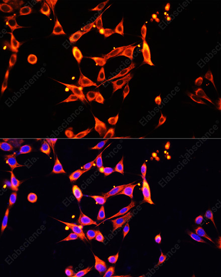 Иммунофлуоресценция, Heparanase 1, клетки NIH/3T3