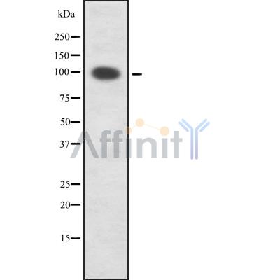Валидация Affinity DF8868 - 20965