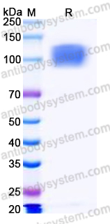 EHN03701, SDS-PAGE
