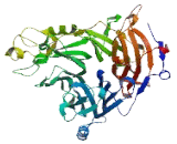 Semaphorin 3A (SEMA3A) Semaphorin 3A (SEMA3A)