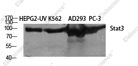 Вестерн-блоттинг, Stat3, клетки A549, AD293T, HepG2