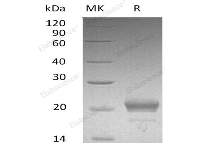 Валидация Elabscience PKSM040994(4931)