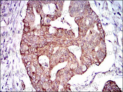 Валидация AntibodySystem RHF84902
