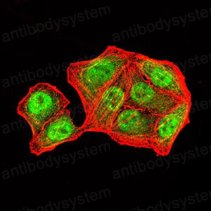 Валидация IF - AntibodySystem RHF03003