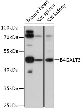Валидация Elabscience E-AB-91818