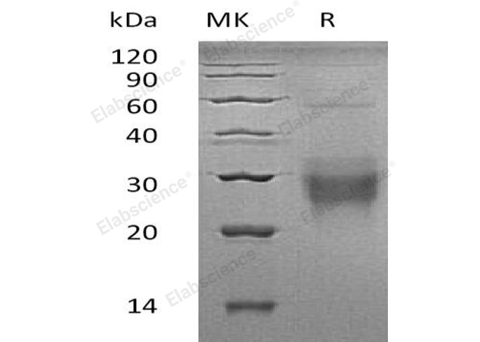 Валидация Elabscience PKSH032825(3240)