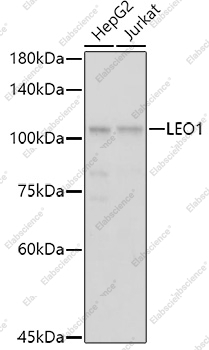 Вестерн-блоттинг, LEO1, различные клеточные линии