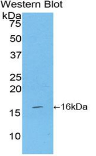 52011