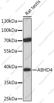 Вестерн-блоттинг, ABHD4, ткань семенника крысы