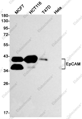 Вестерн-блоттинг, EpCAM, клетки MCF7, HCT116, T47D, HeLa