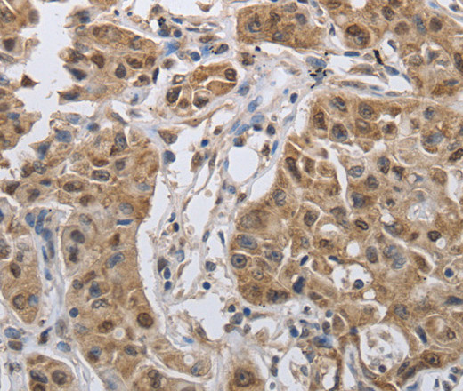 Валидация Elabscience E-AB-16033