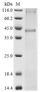 SDS-PAGE