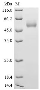 SDS-PAGE