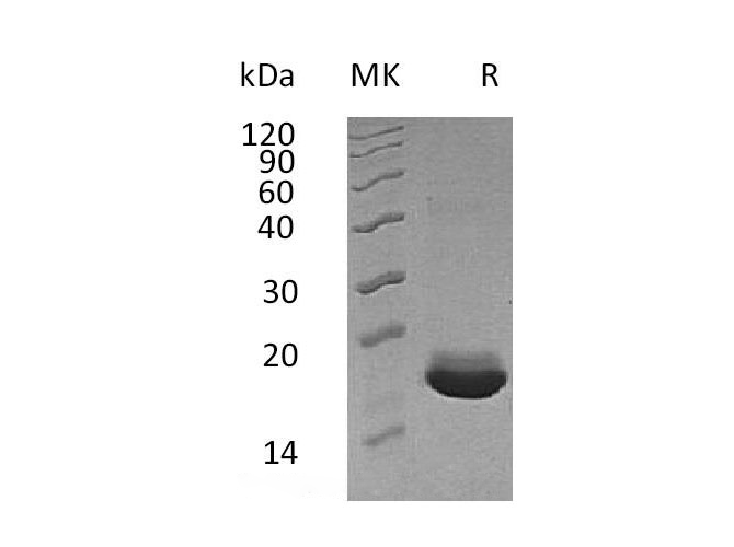 Валидация Elabscience PKSH032734(3161)