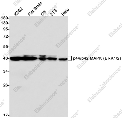 Вестерн-блоттинг, p42 MAPK (ERK2), клетки K562, ткань мозга крысы, клетки C6, 3T3, HeLa