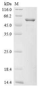 SDS-PAGE