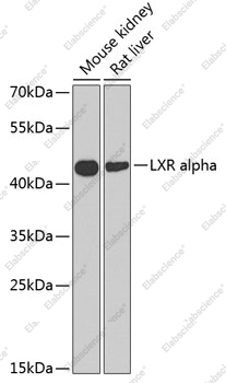 Вестерн-блоттинг, LXR alpha, различные клеточные линии