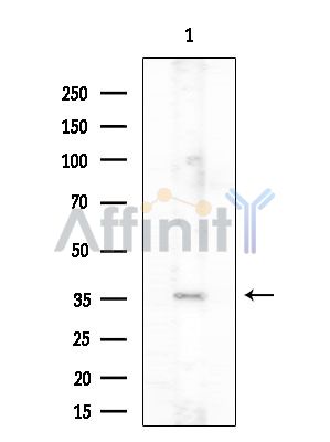 Валидация Affinity DF10259 - 5855