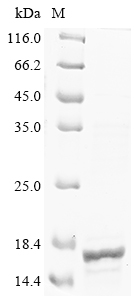 SDS-PAGE