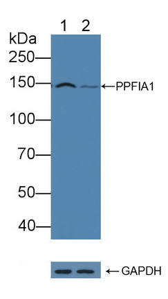 12286