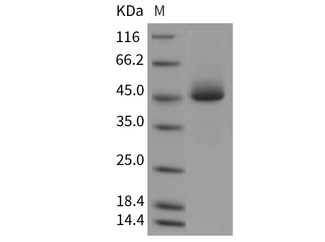 Валидация Elabscience PKSM040387(4387)