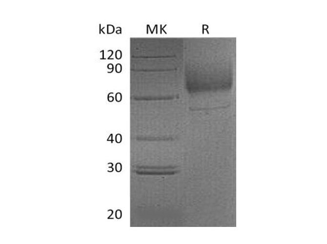 Валидация Elabscience PKSM041135(5048)