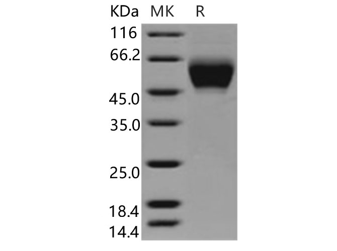 Валидация Elabscience PKSH030855(1701)