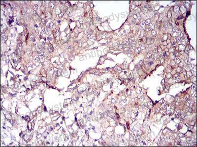 Валидация AntibodySystem RHC39902