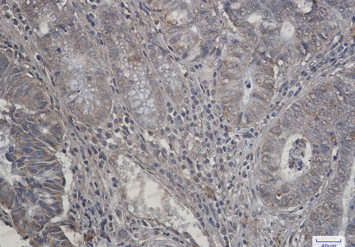 Валидация AntibodySystem RHJ73501