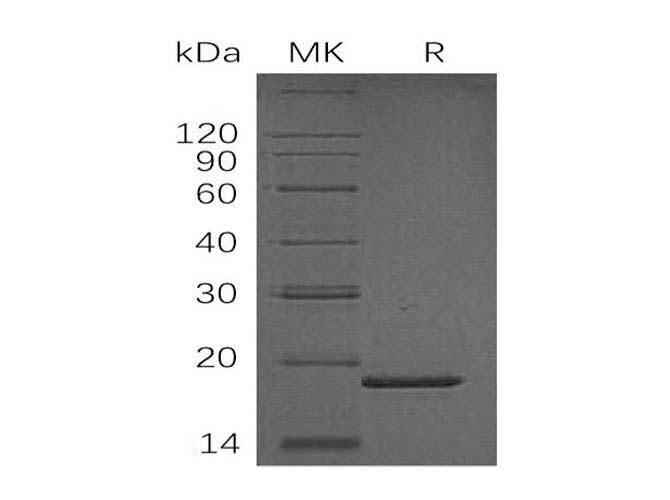 Валидация Elabscience PKSH033304(3637)