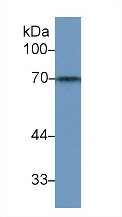 13262