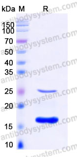 YHA35002, SDS-PAGE
