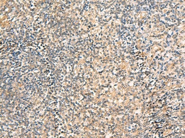 Валидация Elabscience E-AB-52826