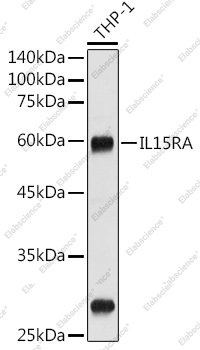 Вестерн-блоттинг, CD215/IL-15R alpha, клетки THP-1
