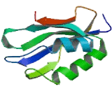 Acylphosphatase 2, Muscle (ACYP2)