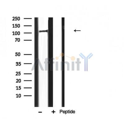Валидация Affinity AF5304 - 2851