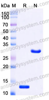 AMC81801, SDS-PAGE