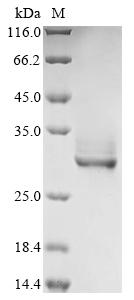 SDS-PAGE