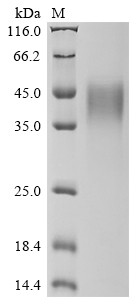 SDS-PAGE
