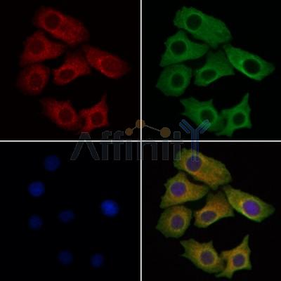 Валидация Affinity DF2668 - 13368