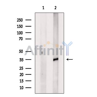 Валидация Affinity DF2850 - 13614