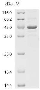 SDS-PAGE