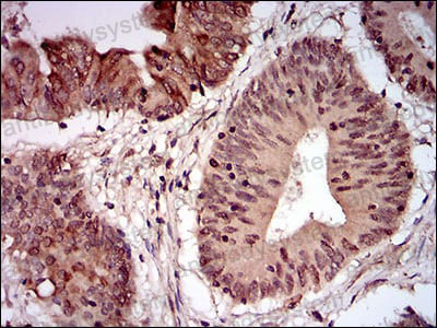 Валидация AntibodySystem RHB05003