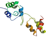 Hepatocyte Nuclear Factor 6 Beta (HNF6b) Hepatocyte Nuclear Factor 6 Beta (HNF6b)